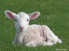 Lamb Input Image
